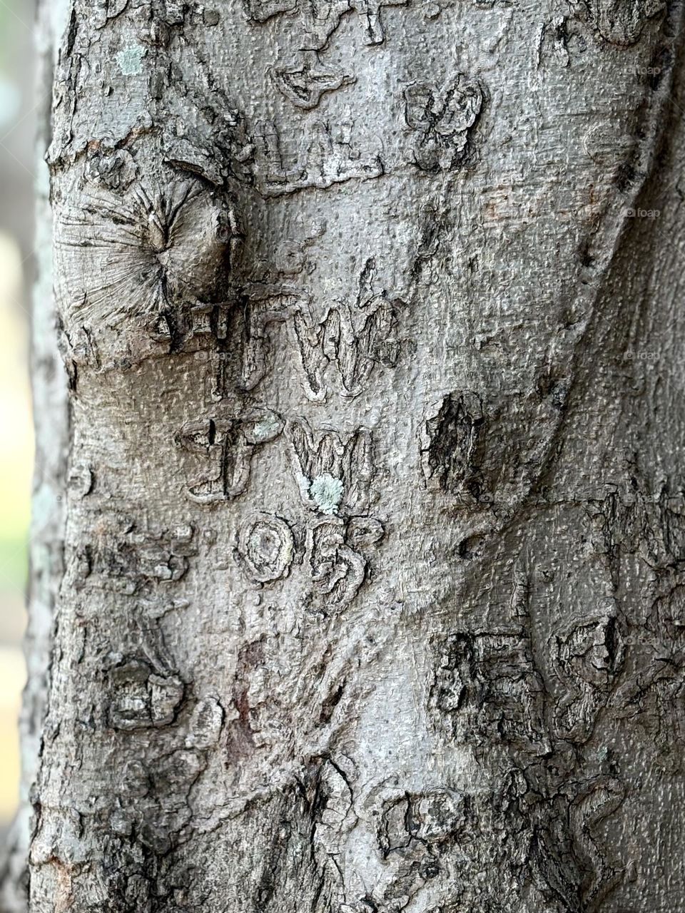 20-year-old carving in a banyan tree 