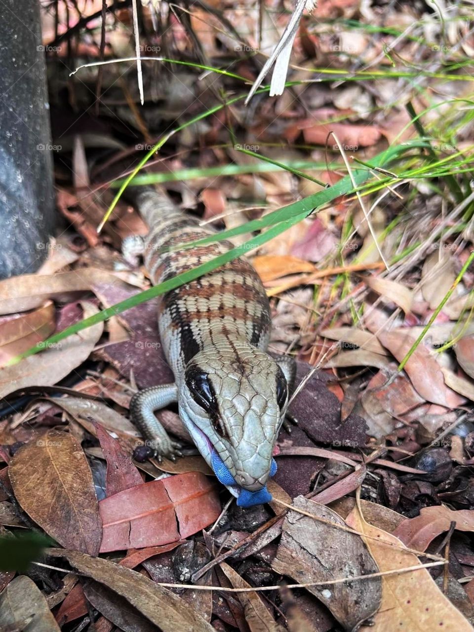 Blue Tougne Lizard