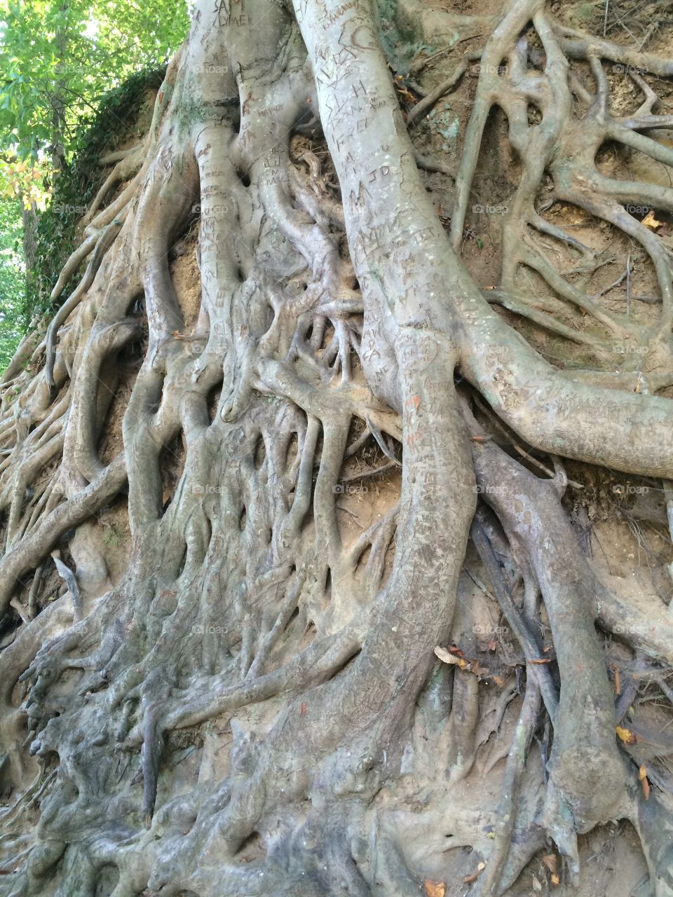 Medusa Tree in Falls Park, Greenville, SC