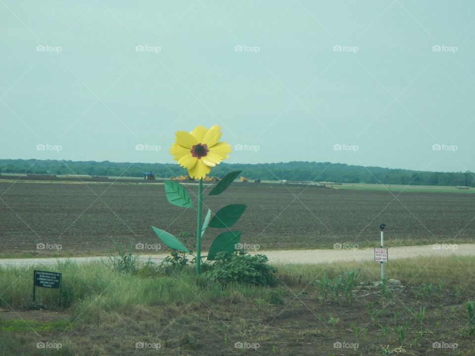 Sunflower Metalika