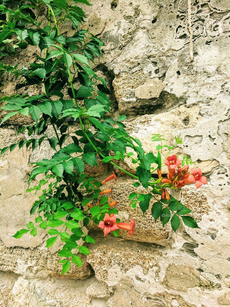 Coquina wall & flowers