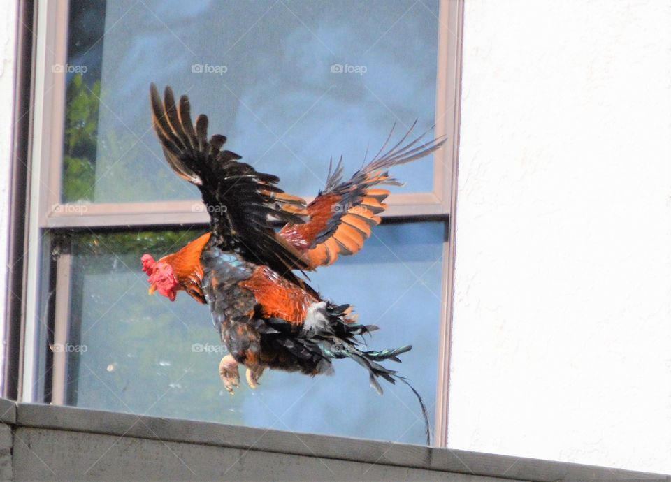 Rooster wing flight