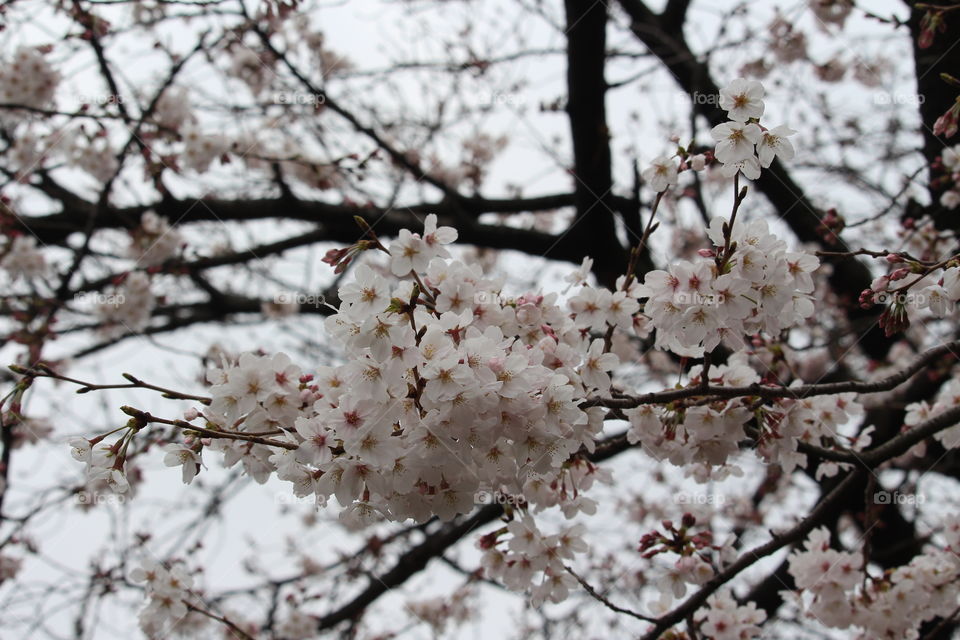 Cherry blossoms at Oeno Park Tokyo Japan