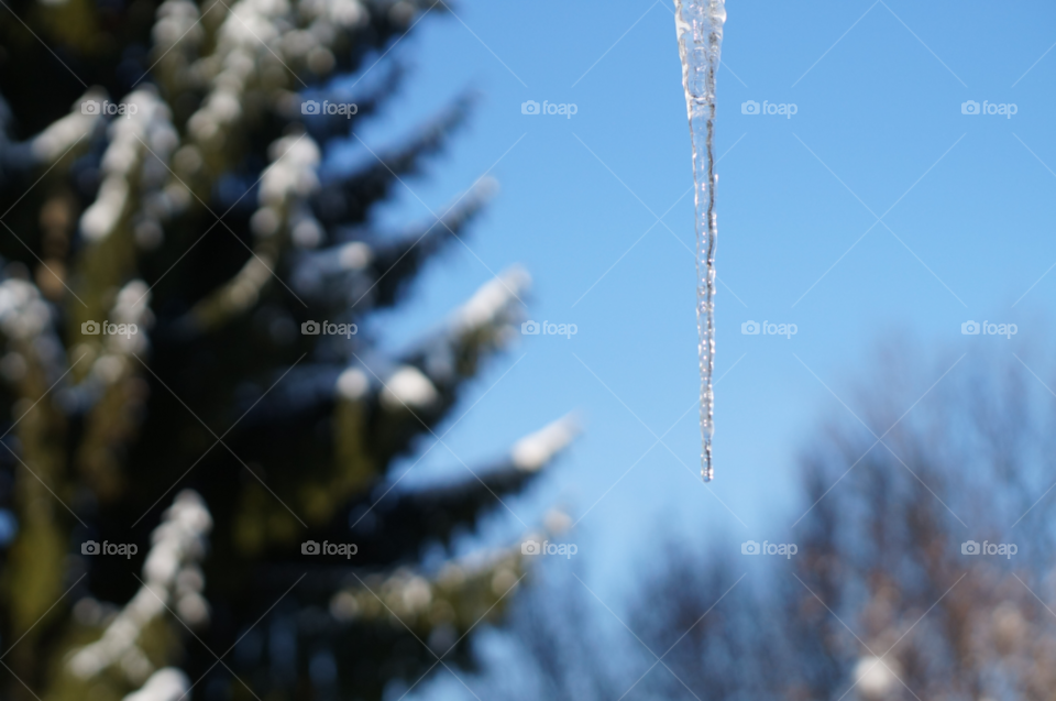 Close-up of icicles