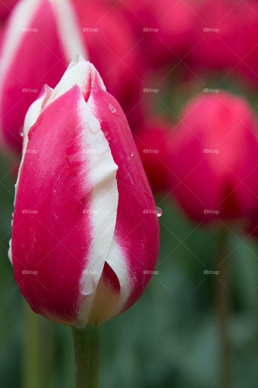 Tulips and water droplets 