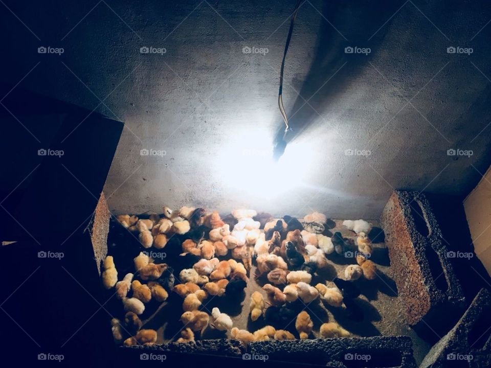 Chicks brooding system 