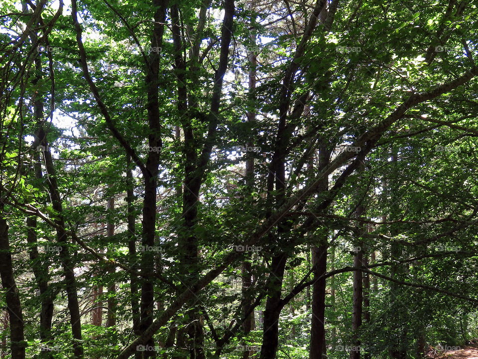 unstable balances in a beech forest