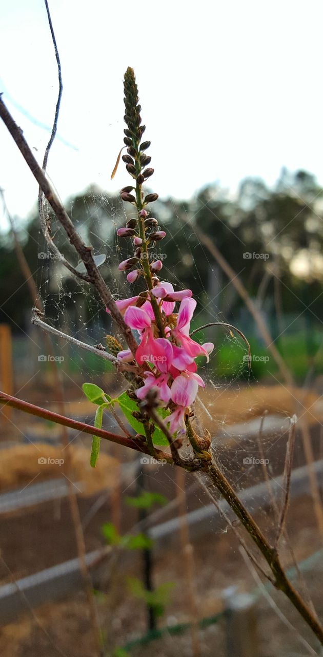 Pink flowers with a spider web.
