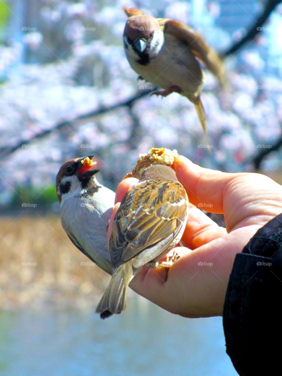 birds come for branch