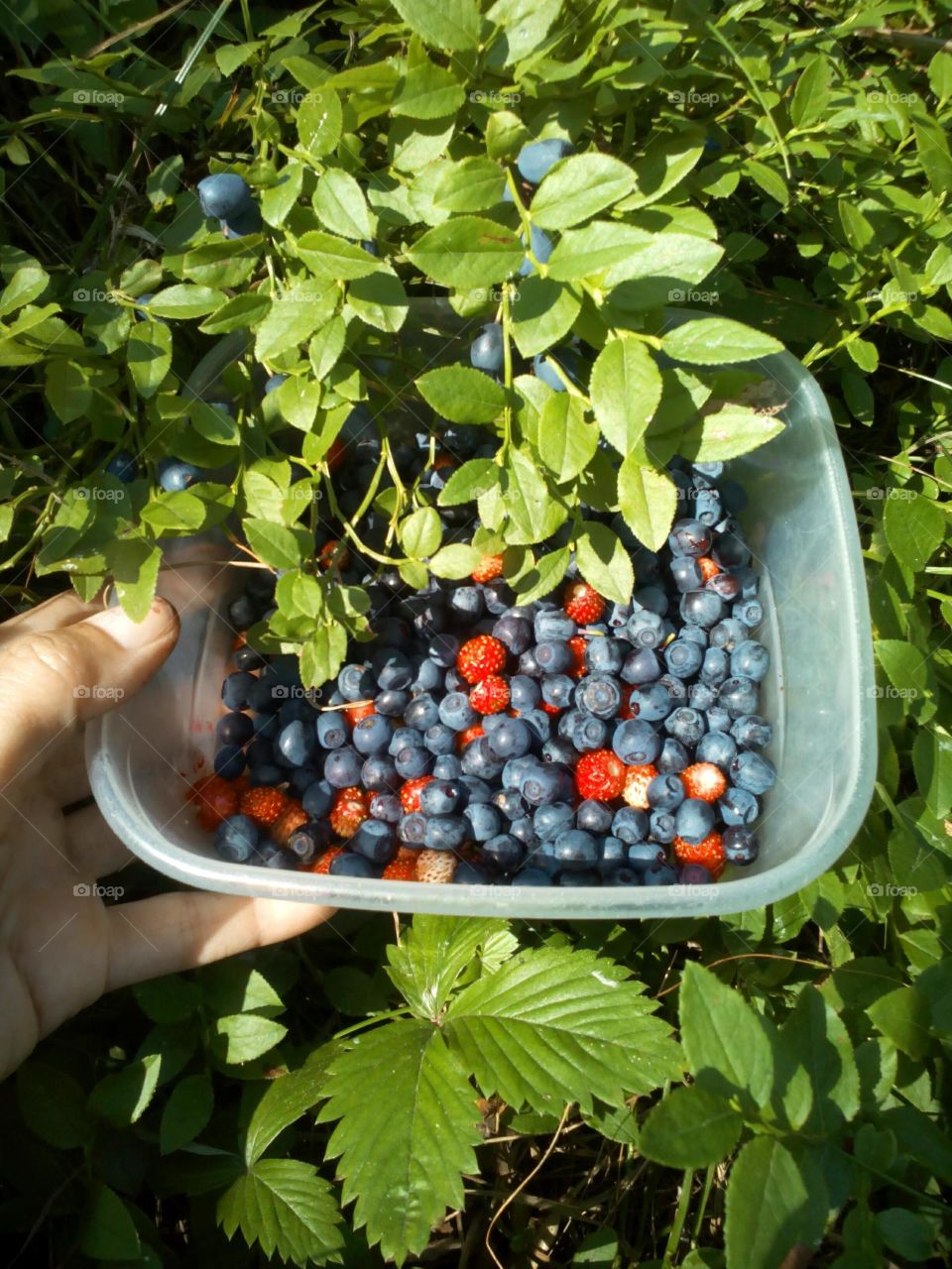 Fruit, Leaf, Food, Nature, Berry