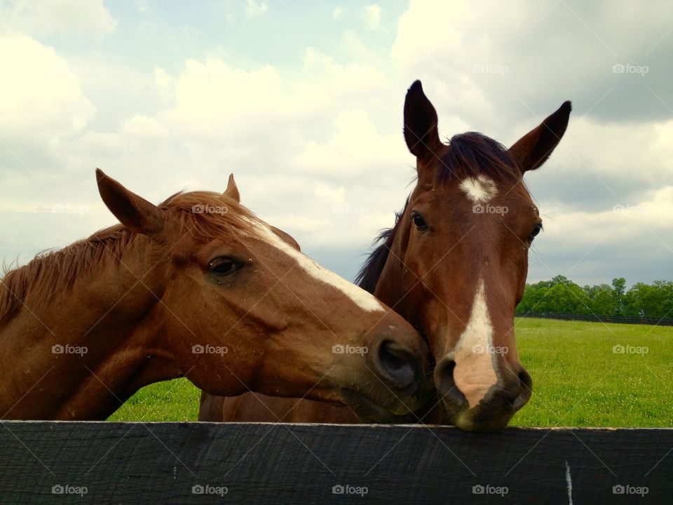 Kentucky horses 