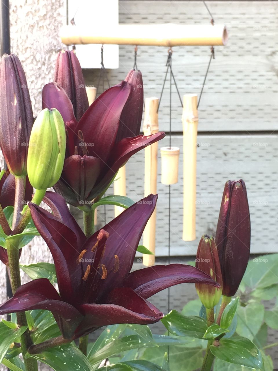 Maroon Lilies