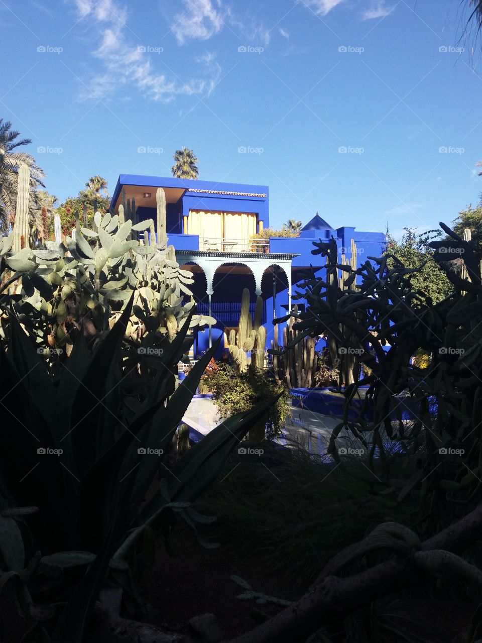 cactus jardin majorelle marrakech morocco