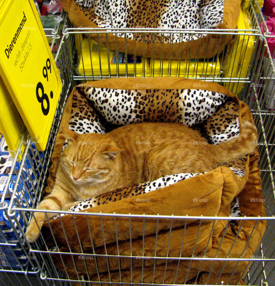 Funny cat in a store