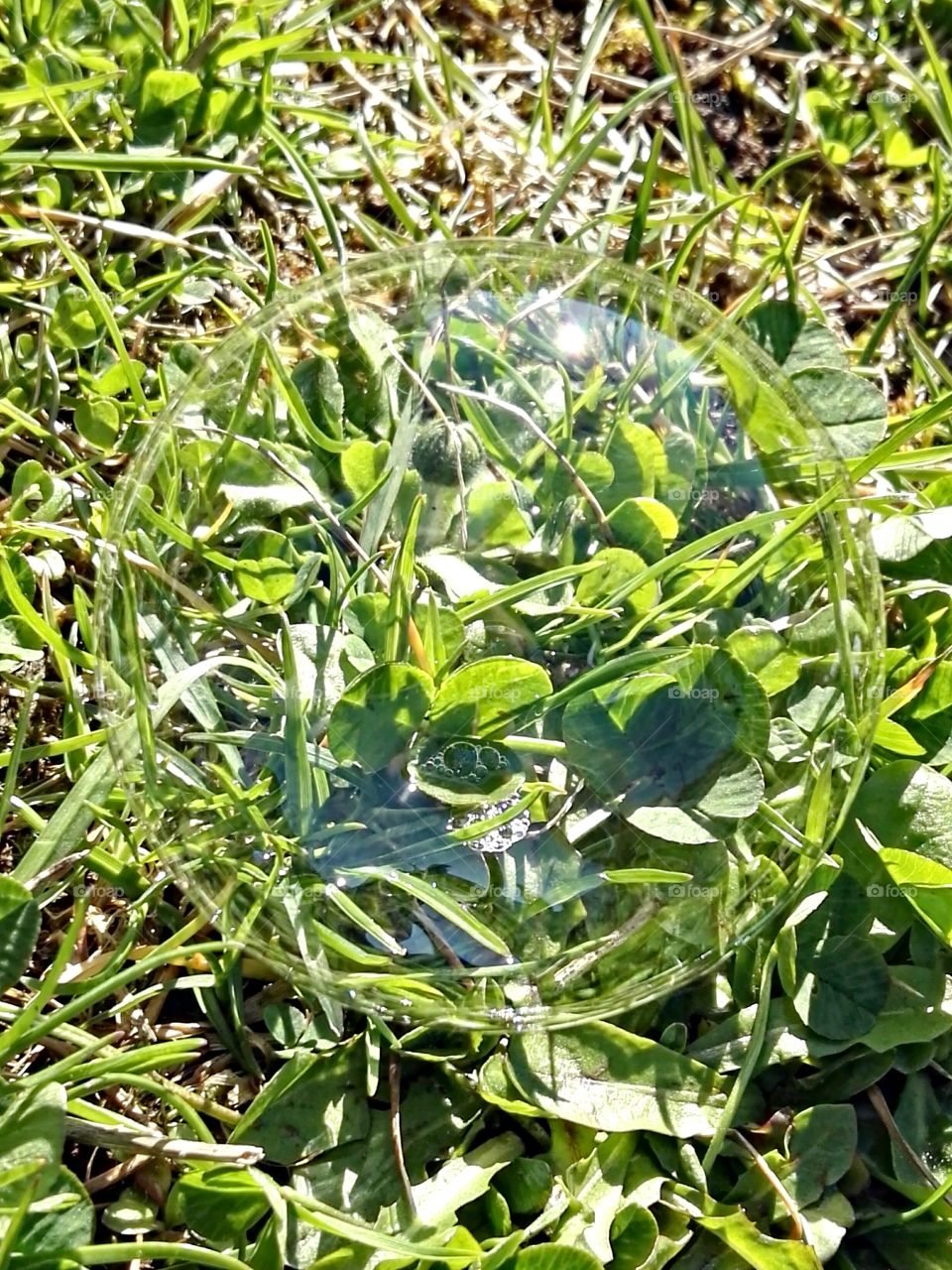 bubble on grass
