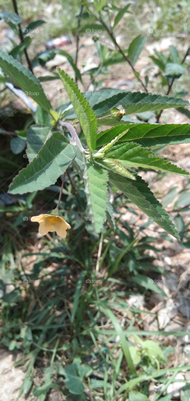 Sida acuta, wireweed; flowering plant species in the mallow family, Malvaceae, weeds in several regions including Indonesia. (south borne)