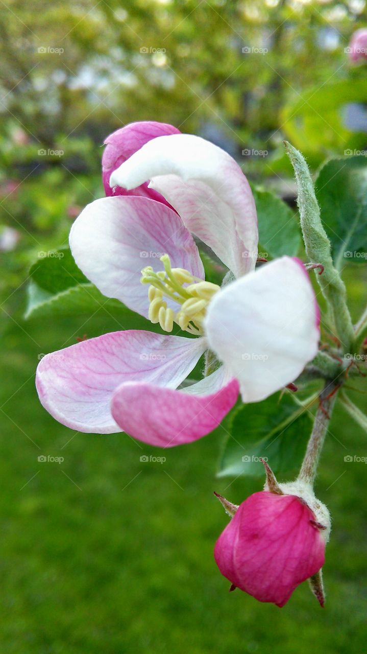 Flower, Nature, Flora, Leaf, Garden