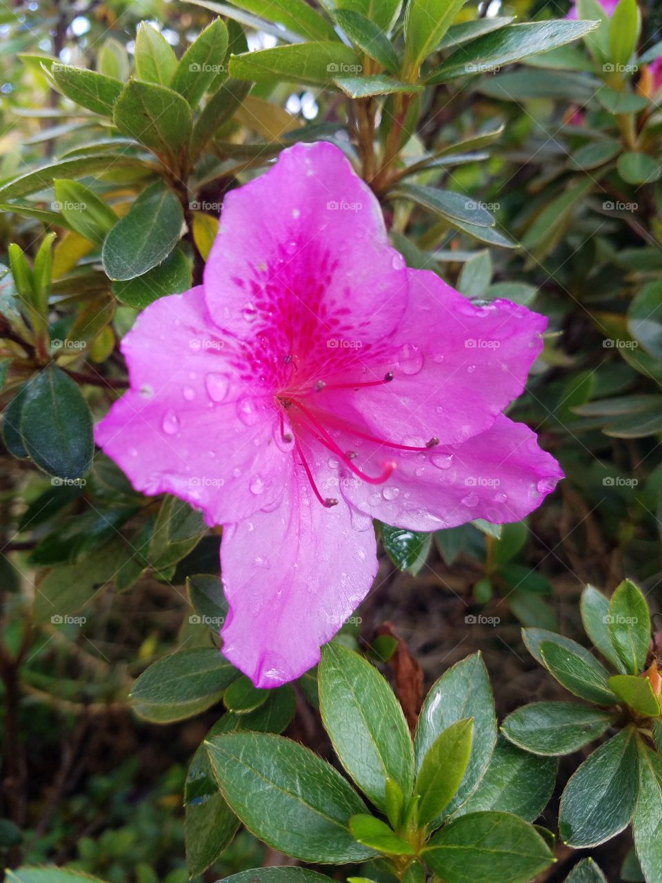 It rained and it poured, somehow this flower still managed to look beautiful.