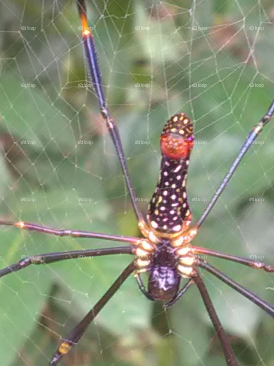 Tigger spider very beautiful and very dangerous insect. (nature beauty)