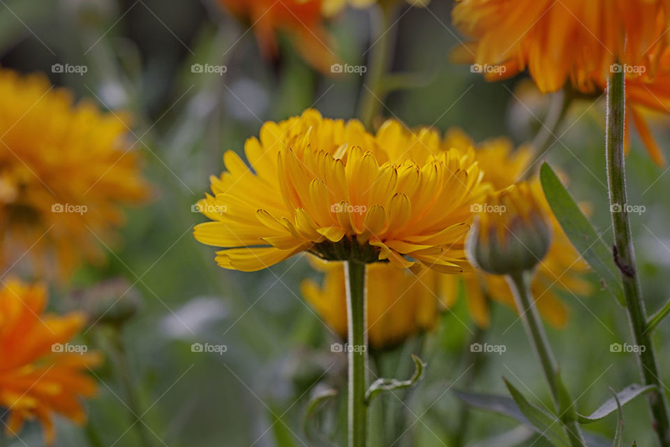 yellow flowers,autumn