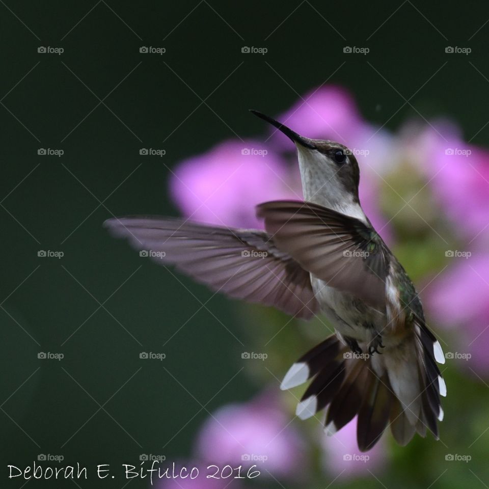 Ruby throated hummingbird in the flowers