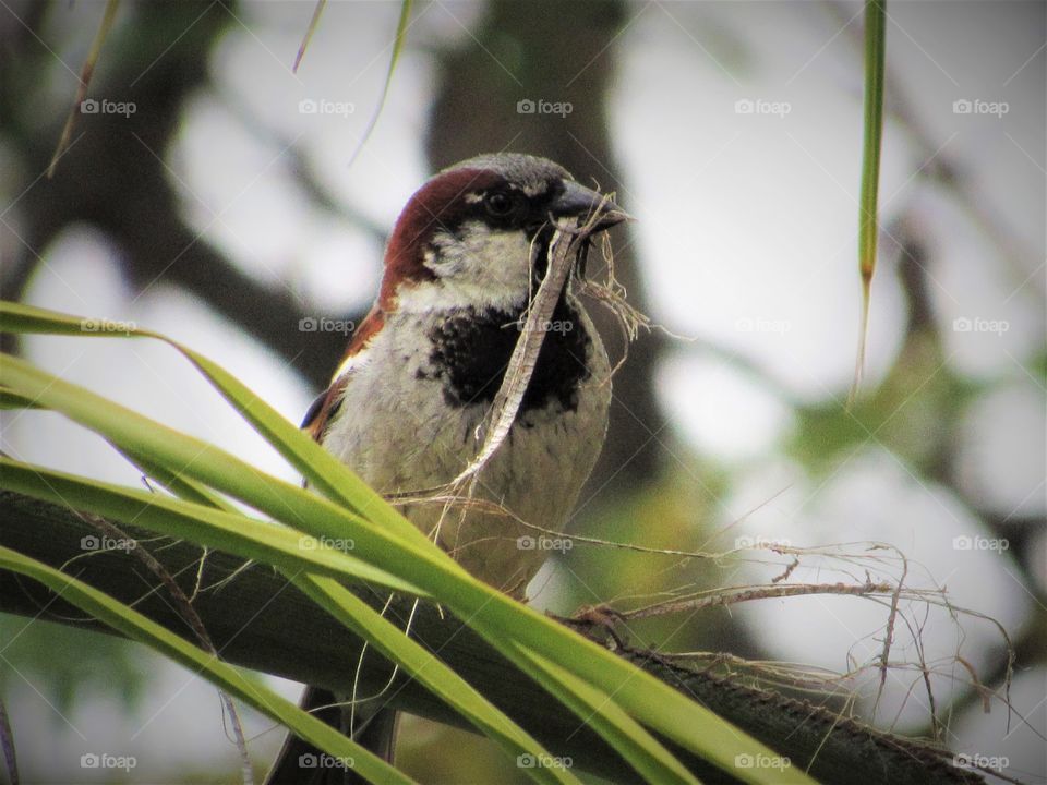 Sparrow building nest