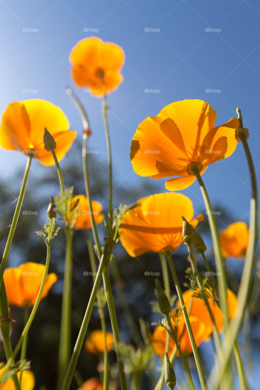 Flowers against blue sky. Orange flowers against blue sky. Sun shines through the flower. Green out of focus tree in the background