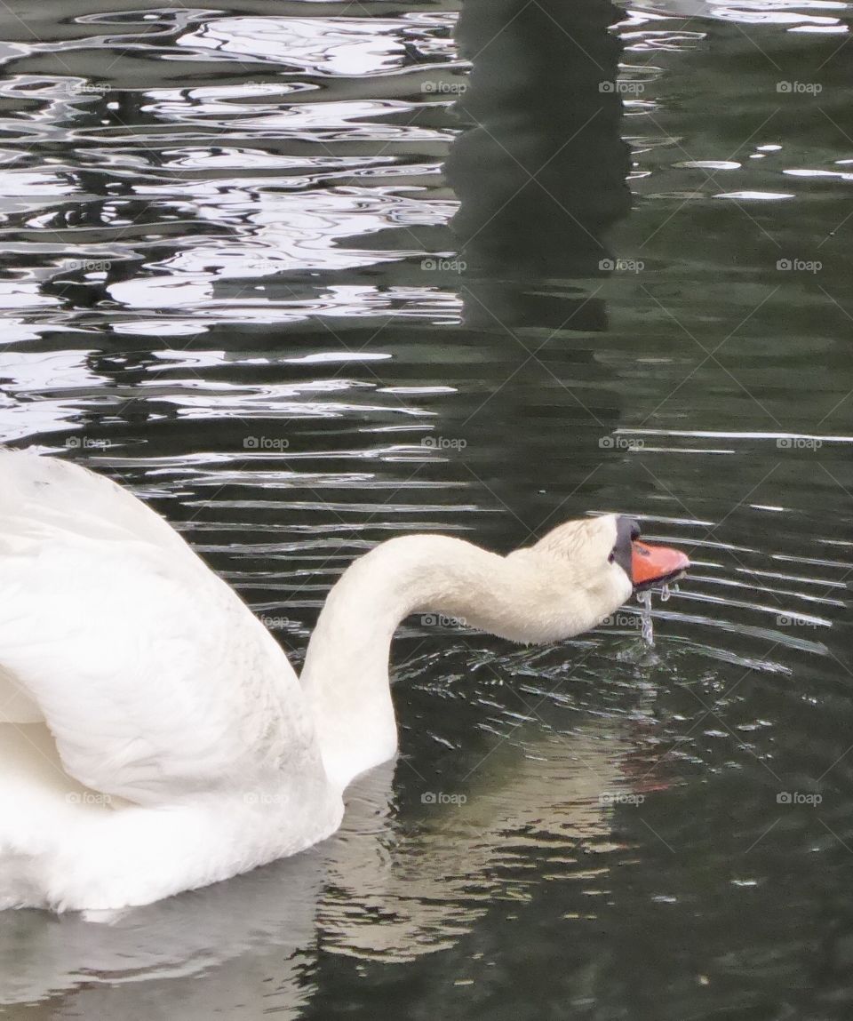 Swan 