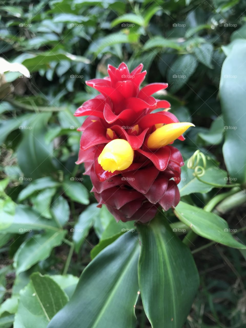 Bright red Hawaiian ginger flower