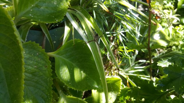spider