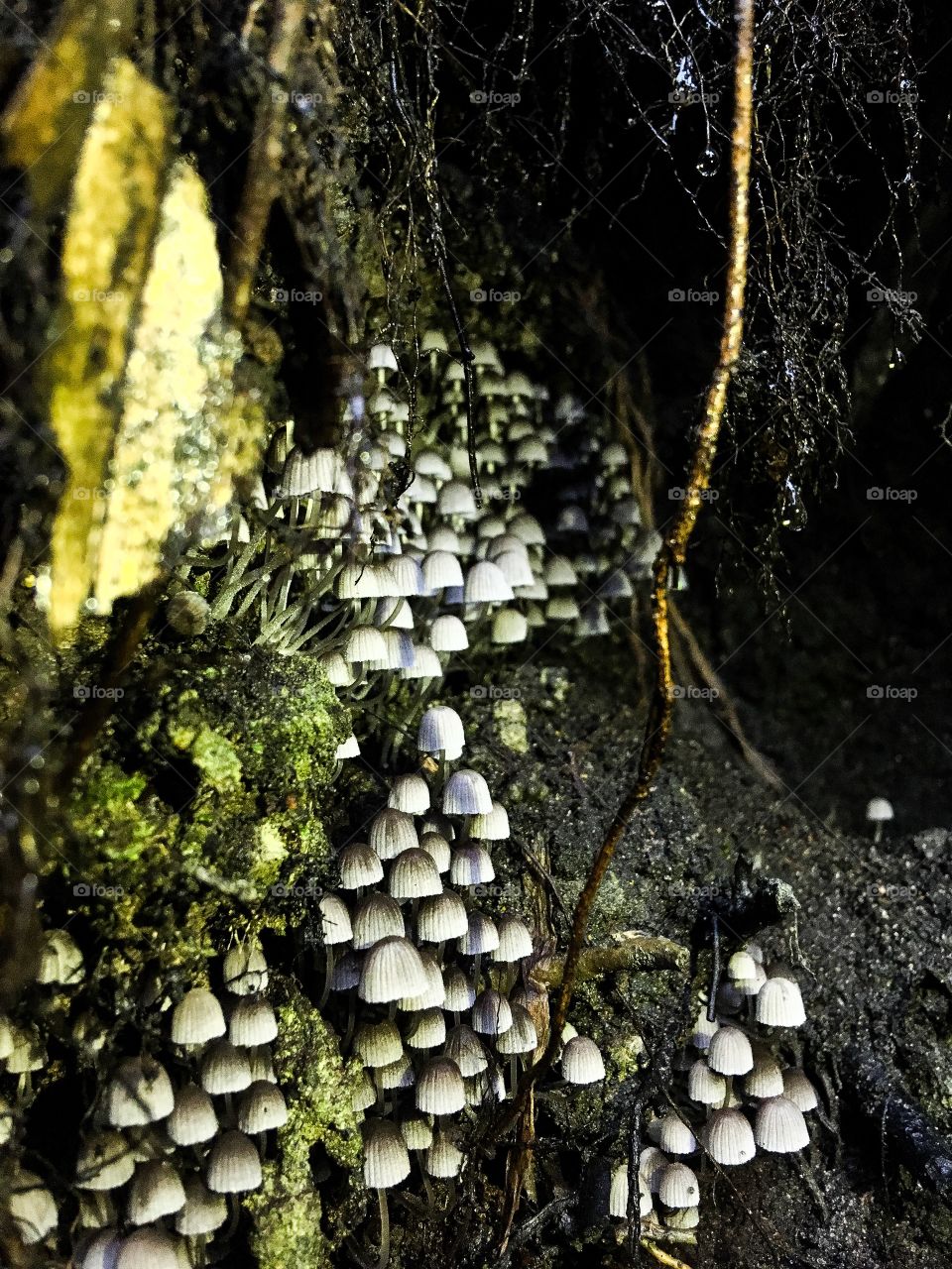 More small mushrooms.