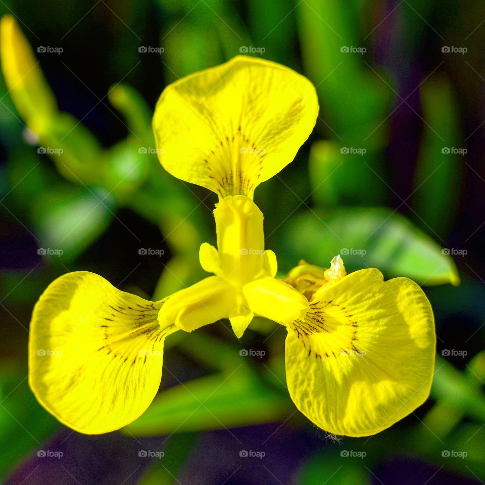 Yellow flower 3 petals