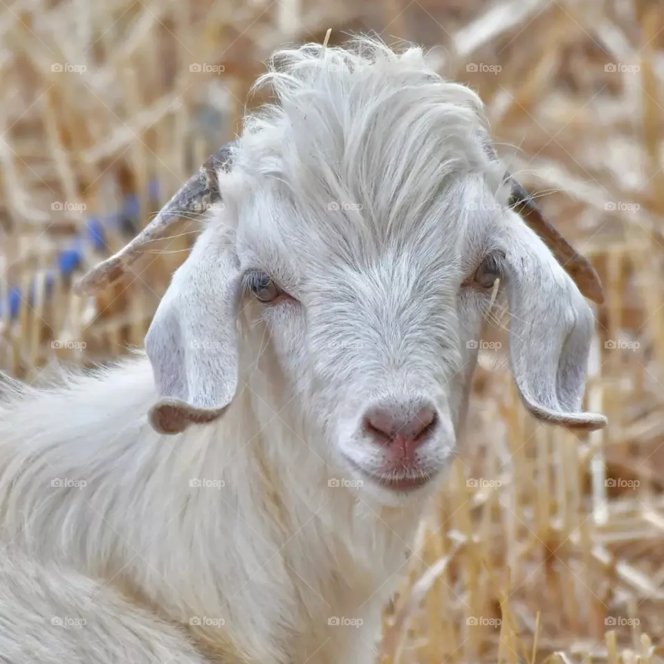 goats