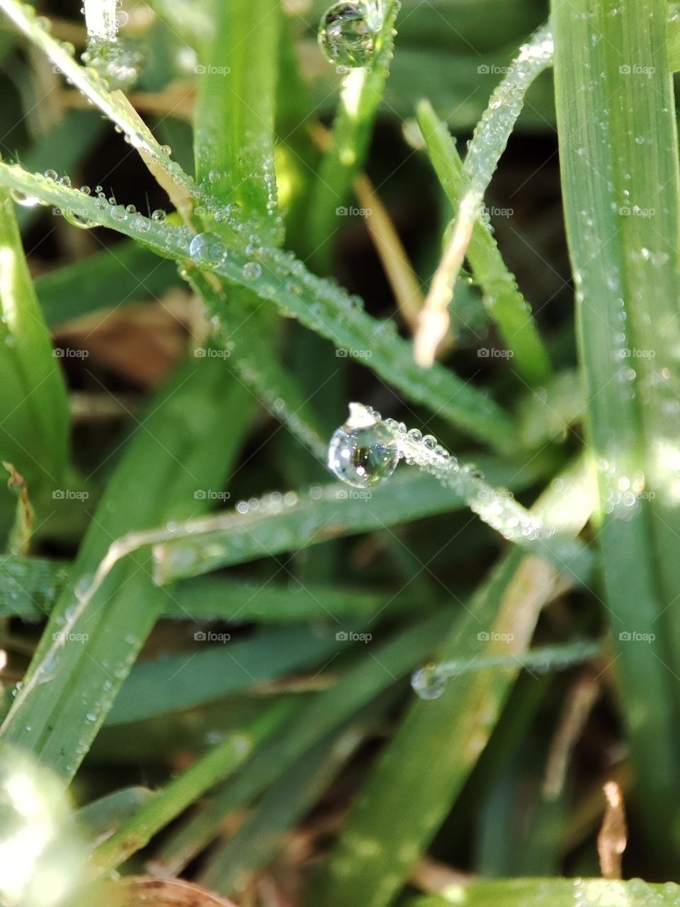 Droplets of dew.