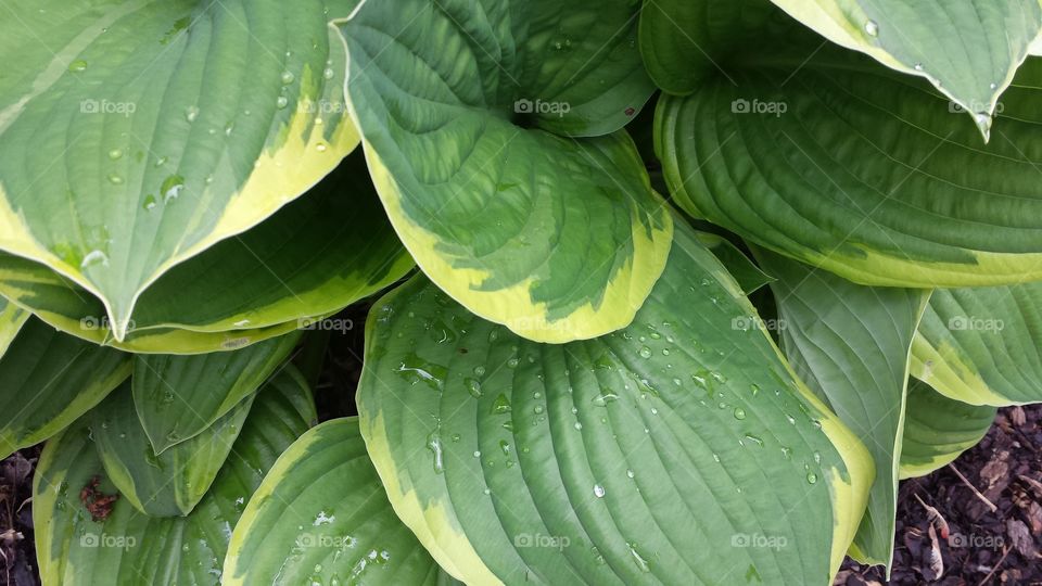 Morning Dew. dew on the hostas in the AM