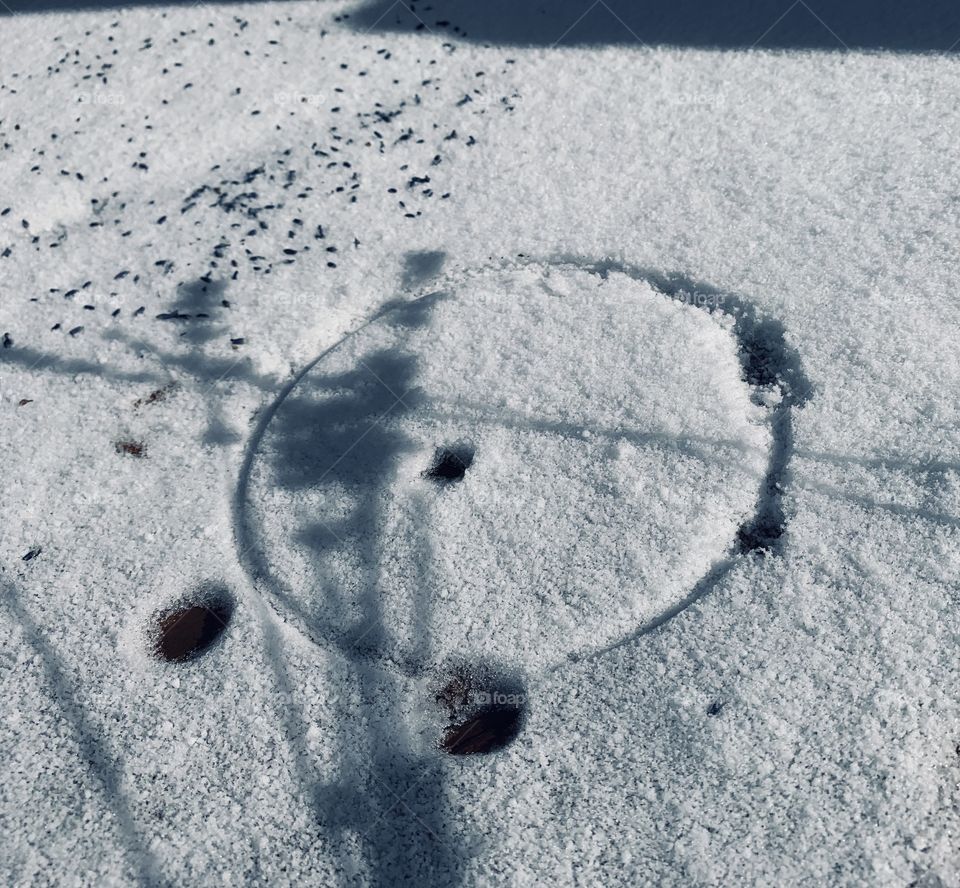 Shadow of dried lavender flowers, against the fresh-fallen snow. It’s late November in the Midwest. 