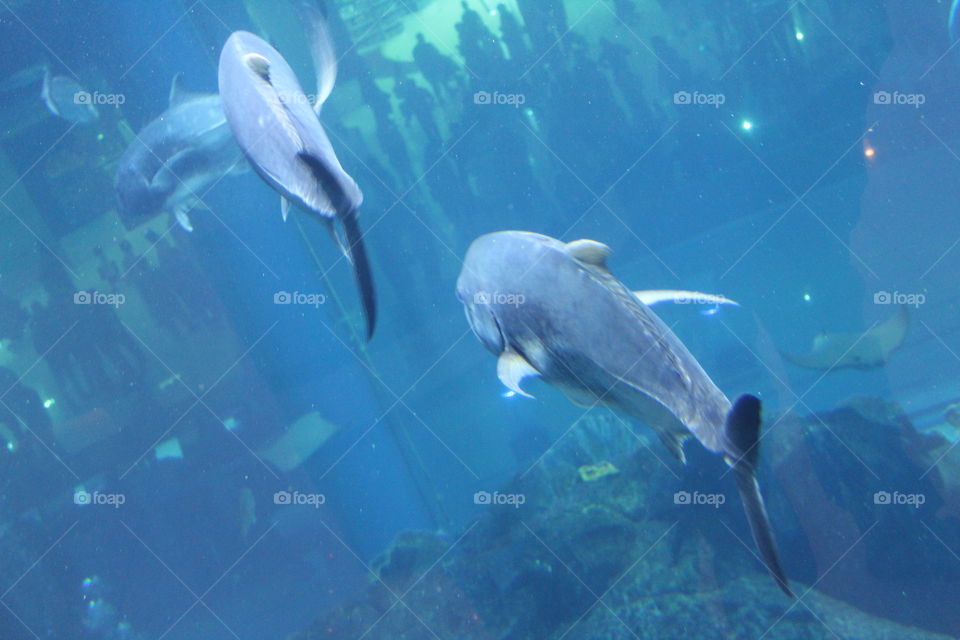 Underwater Fish in Dubai