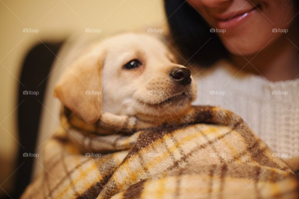 Labrador puppy