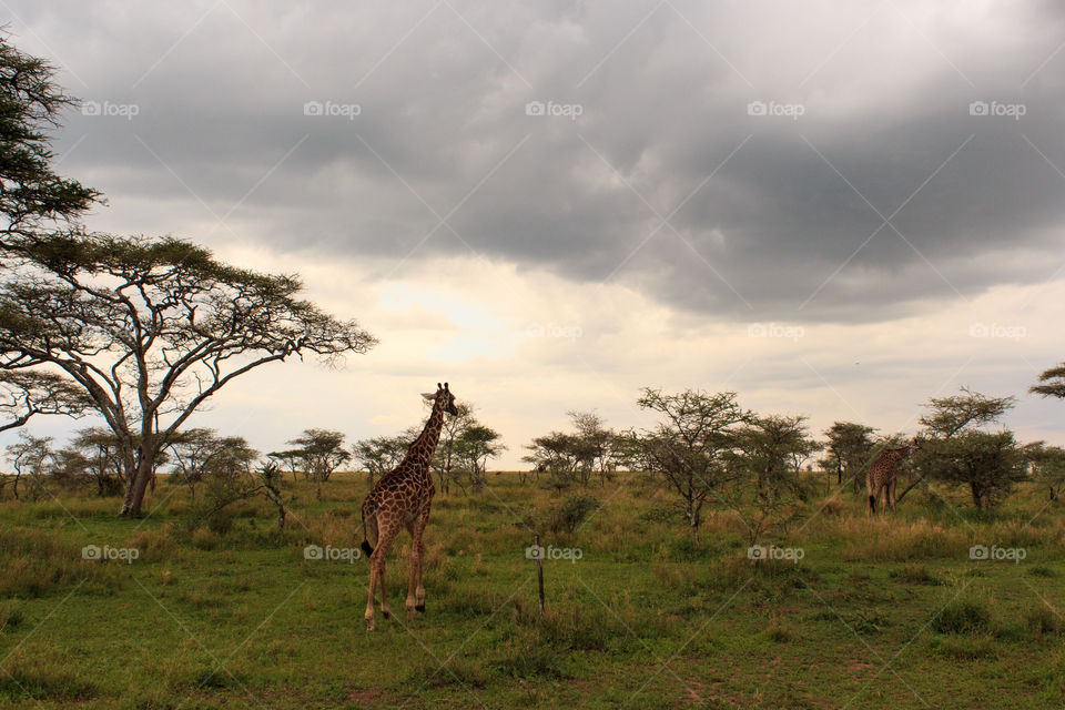 A rear view of giraffe walking in the savanna in Tanzania in a cloudy day before storm.