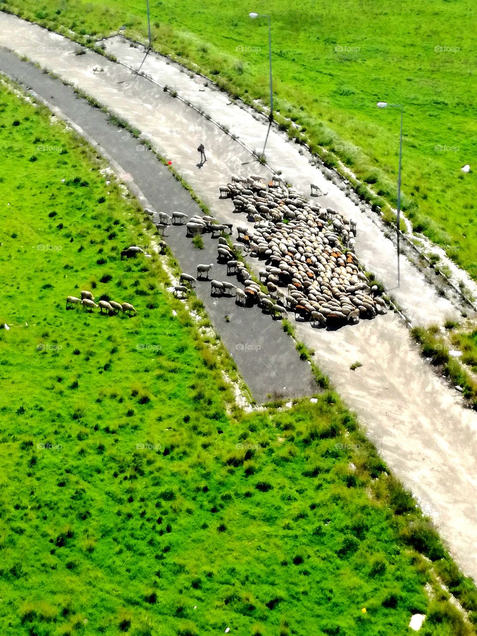 #Fallowme #nature #island #animals #voted #world #pictures #fallow_me