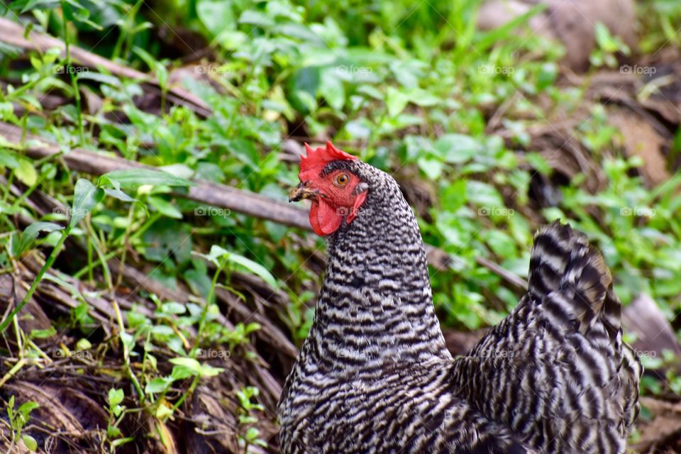 A Hawaiian feral chicken seen on my walk today on the Big Island of Hawaii