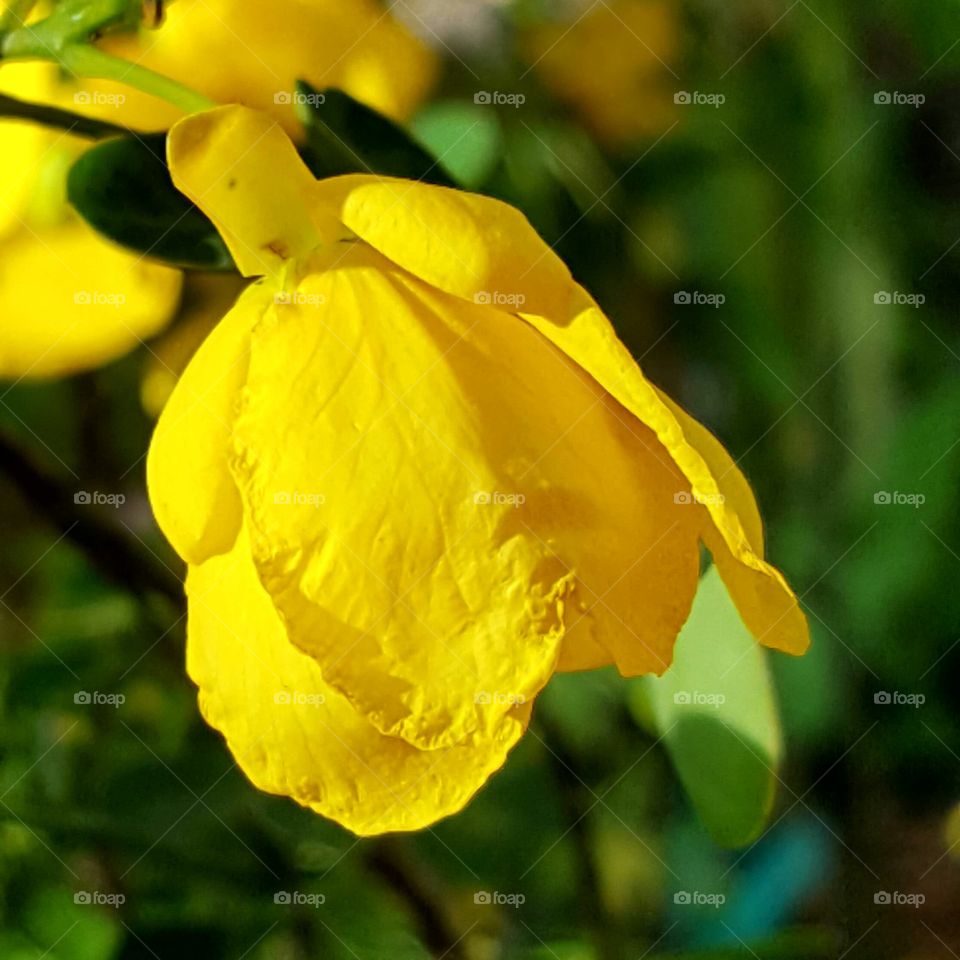 yellow cassia