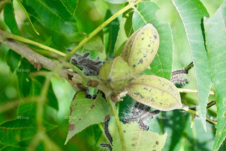 Caterpillar worms on green pecan tree 