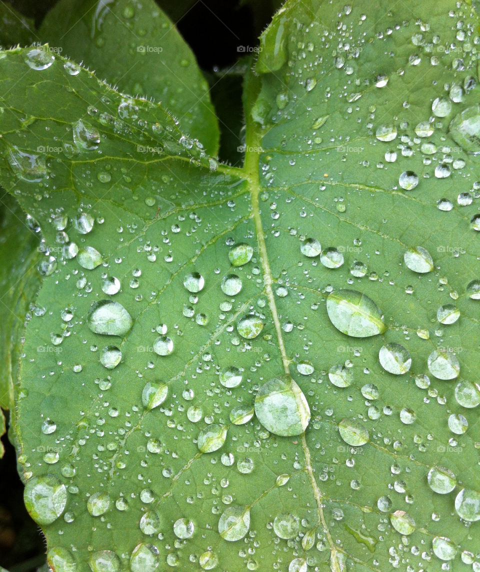Green leaf with waterdrops after raining in summer.