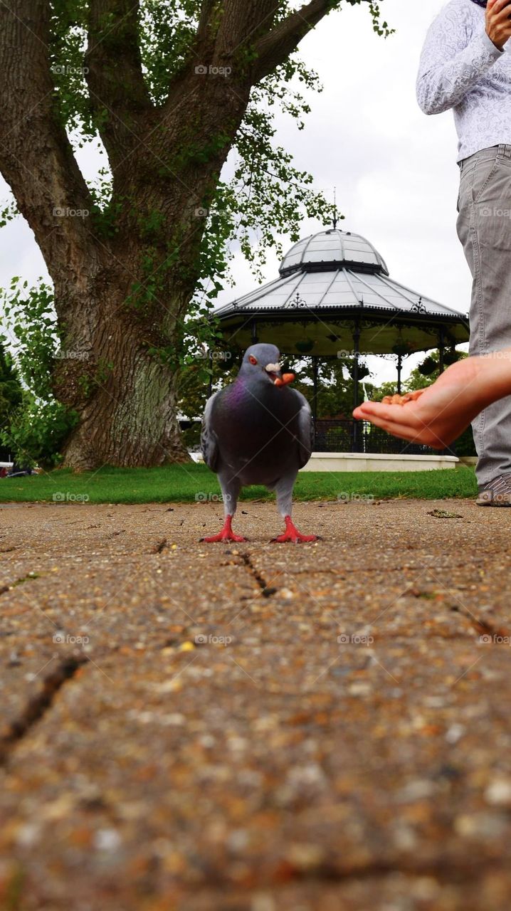 Pigeon eating with hand feeding 