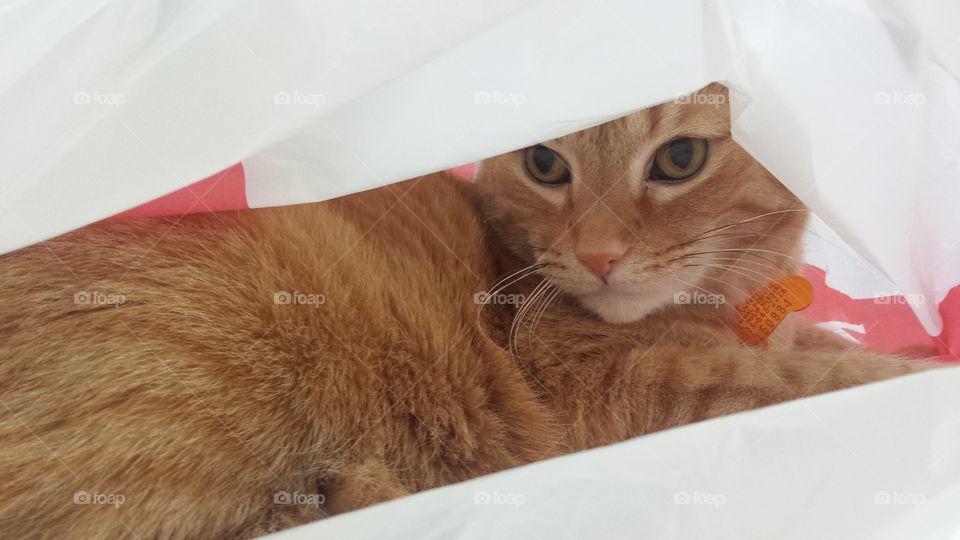 cat in a bag