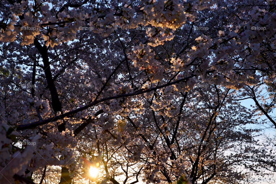 cherry blossoms