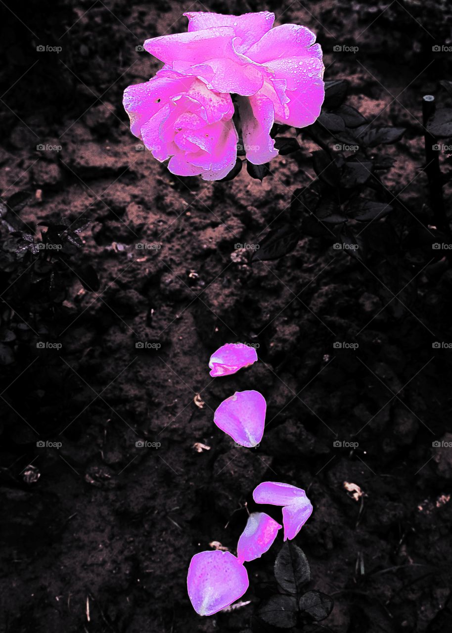 Rose Petals. Rose petals falling