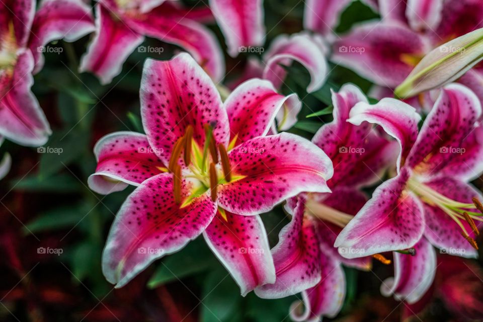 lilies