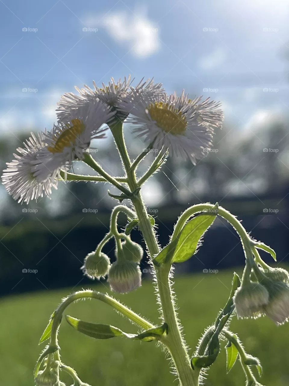 Beautiful Fleabane Flower